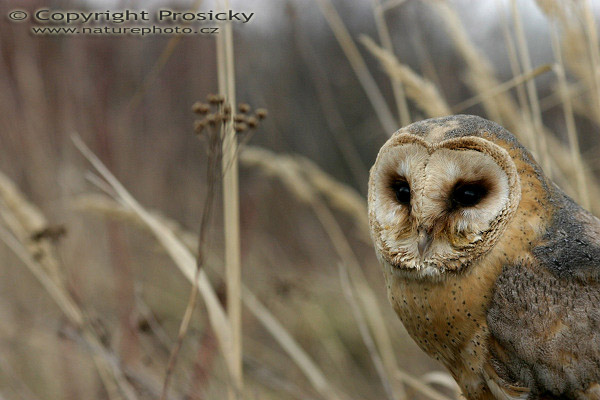 Sova pálená (Tyto alba)
