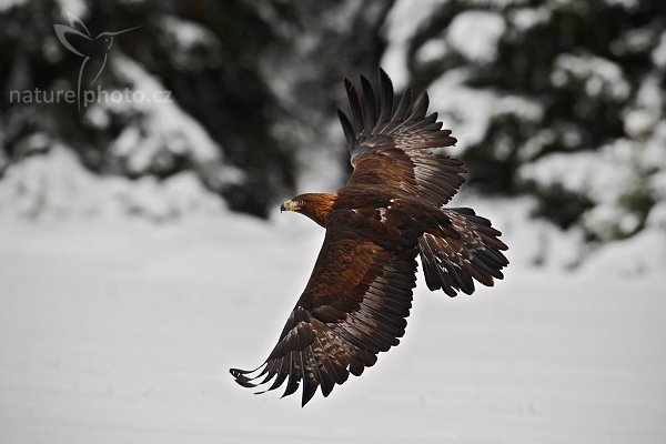 Orel skalní (Aquila chrysaetos) 
