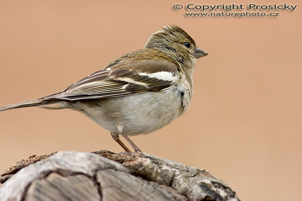Pěnkava obecná (Fringilla coelebs)