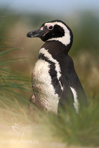 Tučňák magellanský (Spheniscus magellanicus)