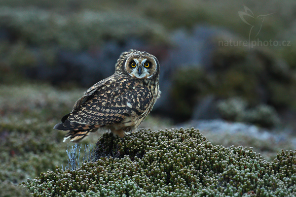 Kalous pustovka (Asio flammeus sanfordi)