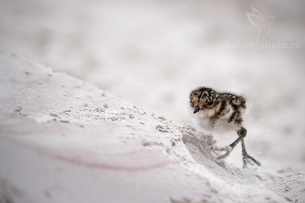 Kulík falklandský (Charadrius falklandicus)