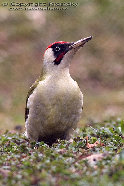 Žluna zelená (Picus viridis)