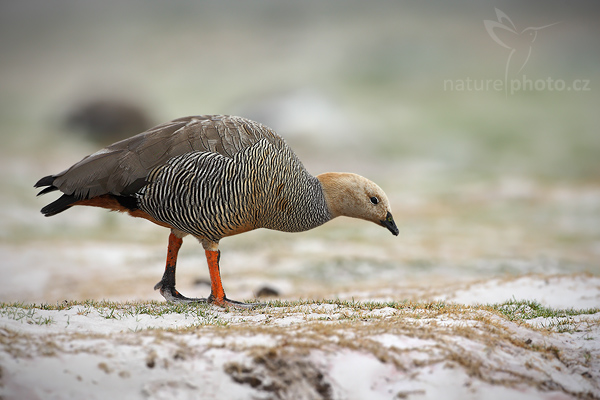 Husice rudohlavá (Chloephaga rubidiceps)