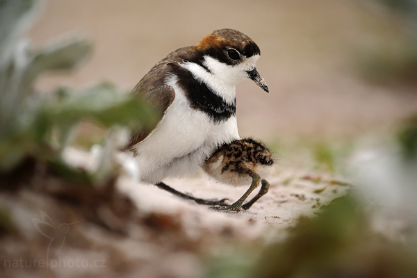 Kulík falklandský (Charadrius falklandicus)