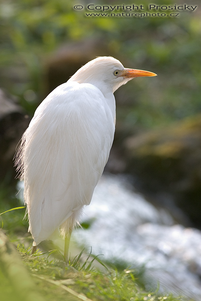 Volavka bělostná (Egretta thula)