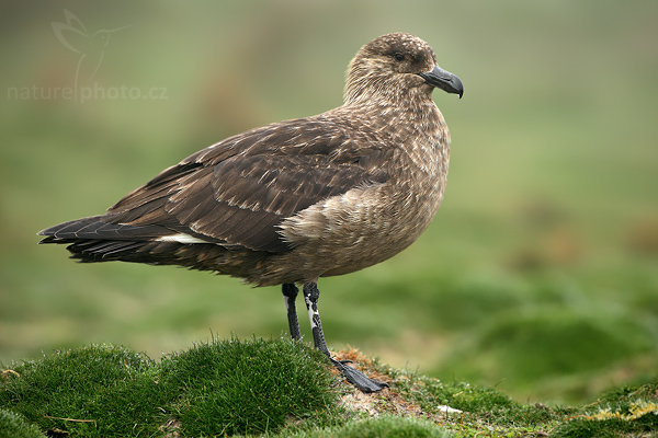 Chaluha jižní (Catharacta antarctica, Stercorarius antarcticus)