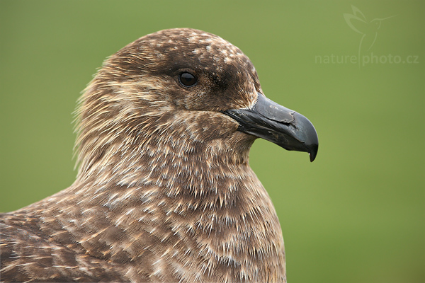Chaluha jižní (Catharacta antarctica, Stercorarius antarcticus)