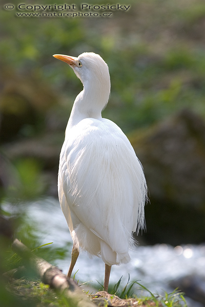 Volavka bělostná (Egretta thula)