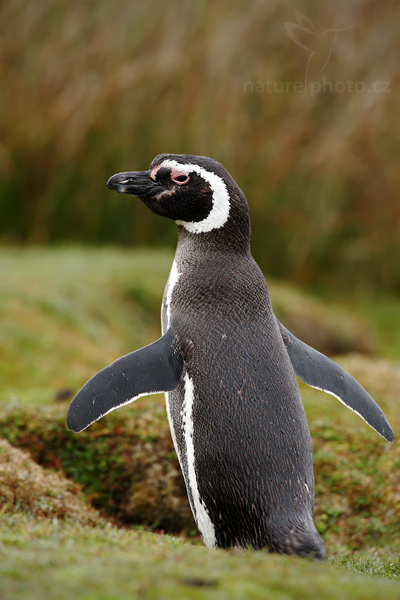 Tučňák magellanský (Spheniscus magellanicus)