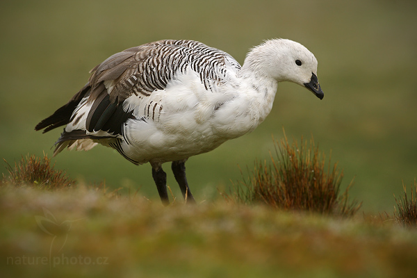 Husice magellanská (Chloephaga picta)