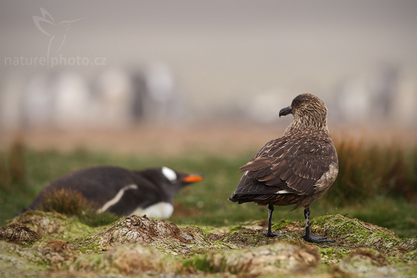 Chaluha jižní (Catharacta antarctica, Stercorarius antarcticus)