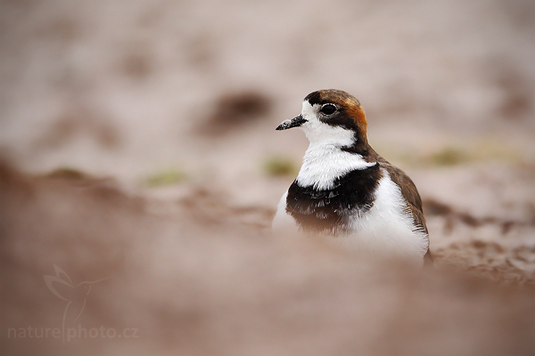 Kulík falklandský (Charadrius falklandicus)