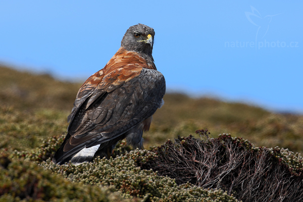 Káně rudohřbetá (Buteo polyosoma)