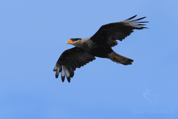 Karančo jižní (Polyborus plancus, Caracara plancus)