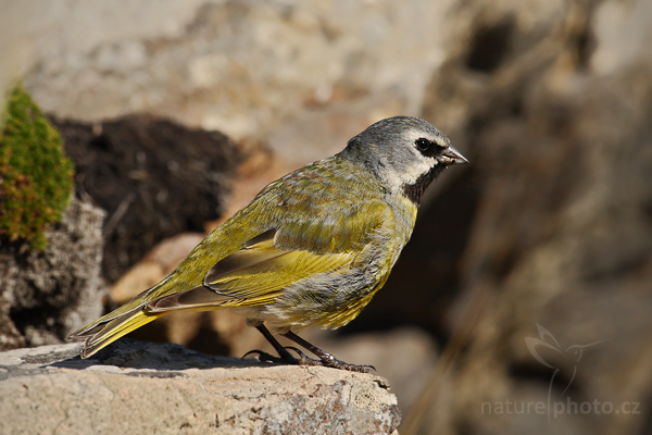Dijuka černobradá (Melanodera melanodera melanodera)