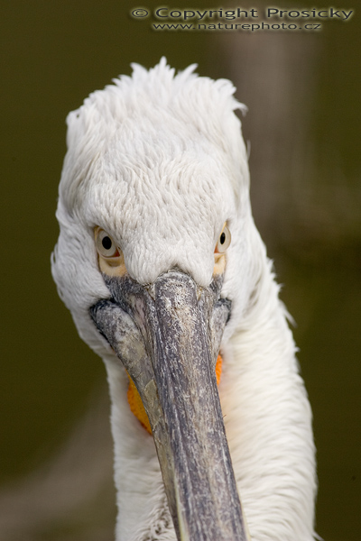 Pelikán kadeřavý. (Pelecanus crispus)