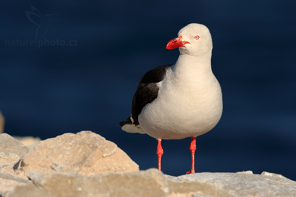 Racek magellanský (Larus scoresbii)