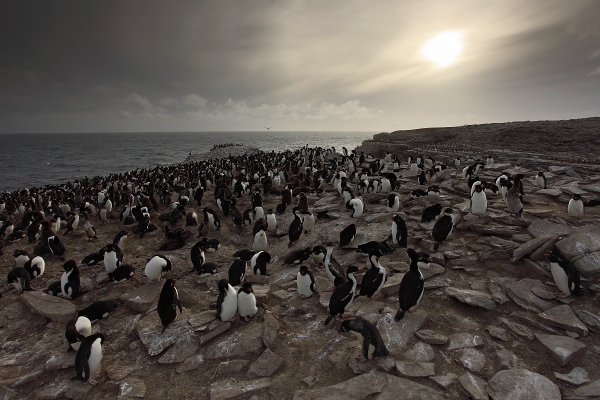 Kormorán císařský (Phalacrocorax atriceps)