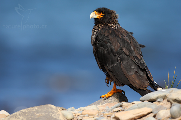Čimango falklandský (Phalcoboenus australis)