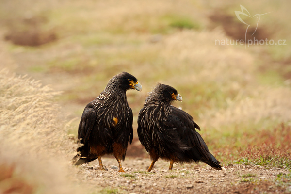 Čimango falklandský (Phalcoboenus australis)