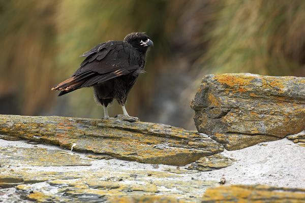 Čimango falklandský (Phalcoboenus australis)