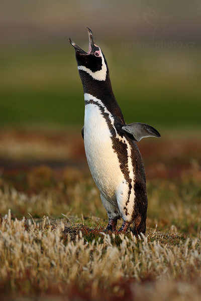 Tučňák magellanský (Spheniscus magellanicus)