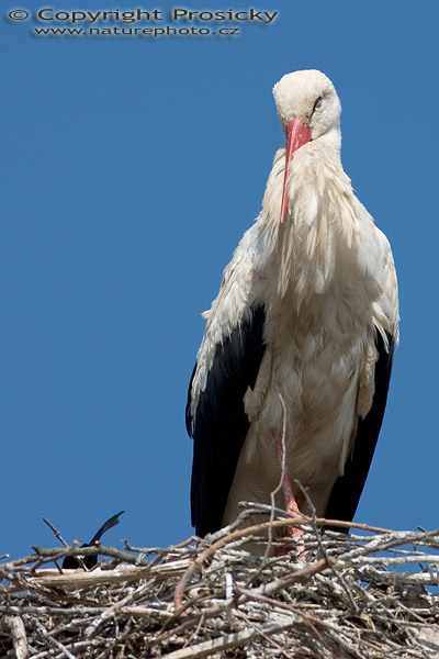 Čáp bílý (Ciconia ciconia)