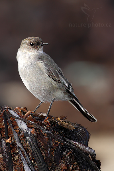 Tyranovec tenkozobý (Muscisaxicola maculirostris)