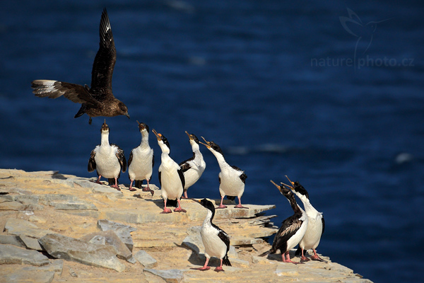 Kormorán císařský (Phalacrocorax atriceps)
