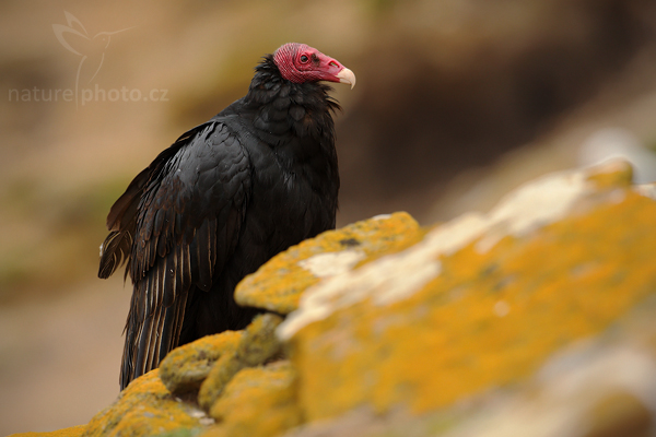 Kondor krocanovitý (Cathartes aura)