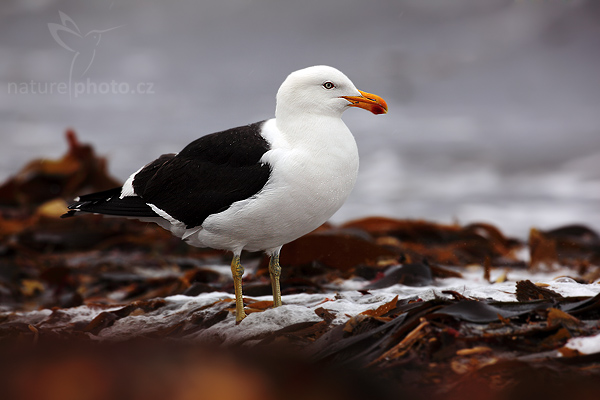 Racek jižní (Larus dominicanus)