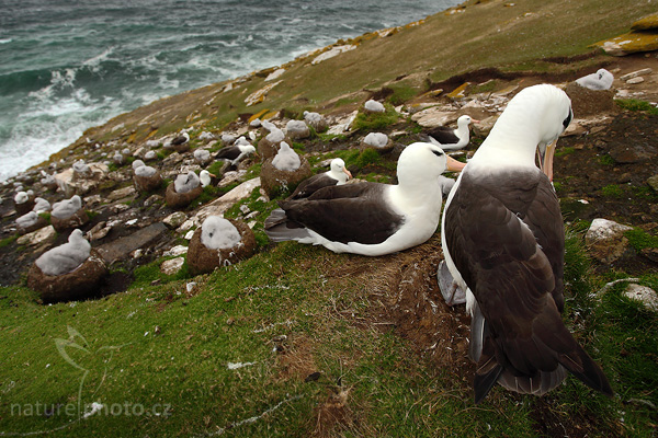 Albatros černobrvý (Thalassarche melanophris)