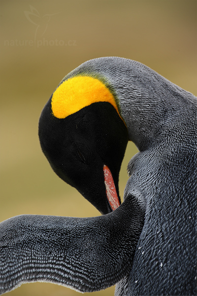 Tučňák patagonský (Aptenodytes patagonicus)