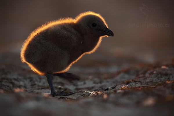 Chaluha jižní (Catharacta antarctica)