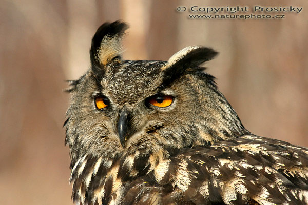 Výr velký (Bubo bubo)
