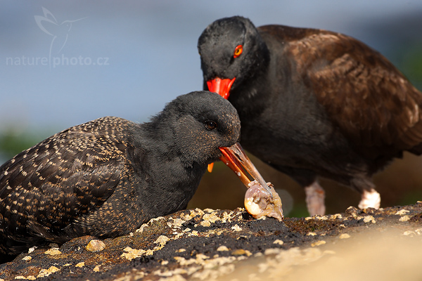 Ústřičník tmavý (Haematopus ater)