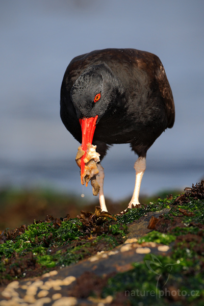 Ústřičník tmavý (Haematopus ater)