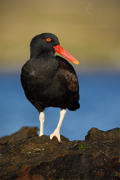 Ústřičník tmavý (Haematopus ater)