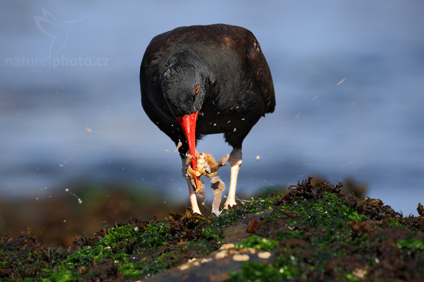Ústřičník tmavý (Haematopus ater)