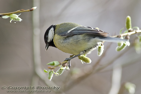 Sýkora koňadra (Parus major)