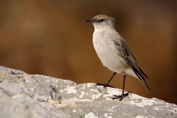 Tyranovec tenkozobý (Muscisaxicola maculirostris)