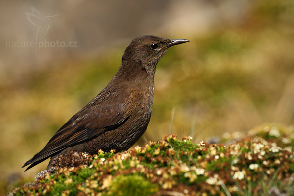 Hrnčířík hnědý (Phacellodomus rufifrons)