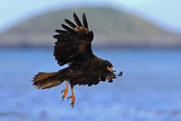 Čimango falklandský (Phalcoboenus australis)