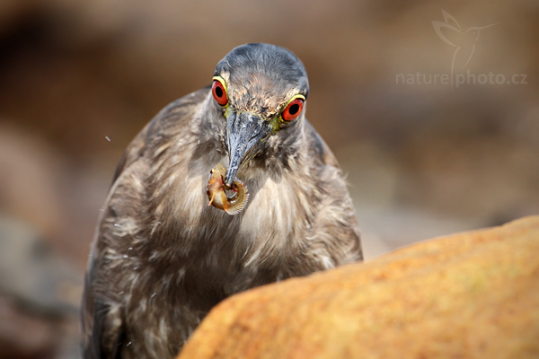 Kvakoš noční (Nycticorax nycticorax)