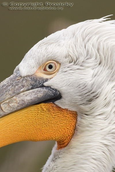 Pelikán kadeřavý (Pelecanus crispus)