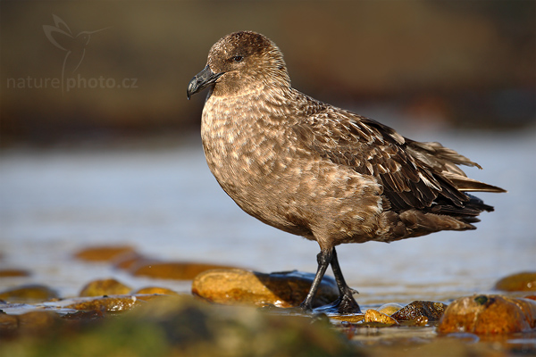 Chaluha jižní (Stercorarius antarcticus)