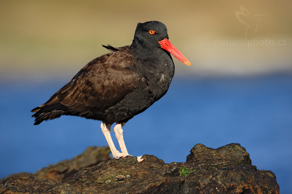 Ústřičník tmavý (Haematopus ater)