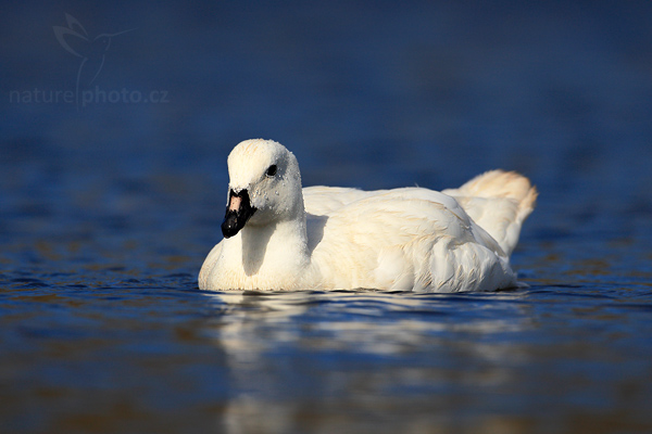 Husice pobřežní (Chloephaga hybrida)