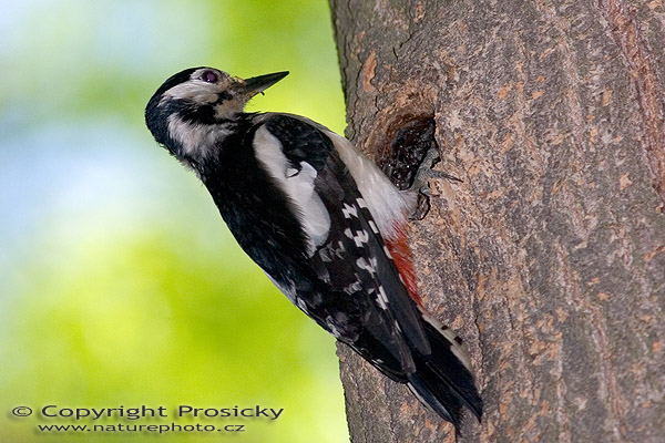 Strakapoud velký (Dendrocopos major)